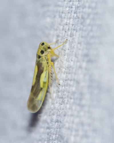 Réf. 354 278 : Eupteryx heydenii